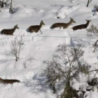 Animales como el venado o el corzo serán los más perjudicados