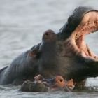 Dos hipopótamos nadando en el estuario de Santa Lucía, a unos 200 km al norte de la ciudad Durban, en Sudáfrica.
