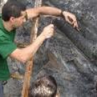 Miembros de Promonumenta descubren un fósil de calamite en Piedrafita de Babia