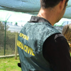 Un agente del Seprona de la Guardia Civil sujeta en su mano un ejemplar de halcón