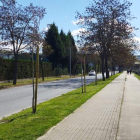 Árboles plantados en la VI Avenida de Compostilla. DL
