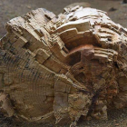 Tronco de árbol fósil. DICYT