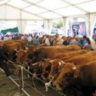 El concurso de ganado de Oseja de Sajambre repartió 3.500 euros