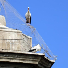 Aves atrapadas en la catedral Nova de Lleida.