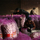 Agricultores de ajo en China.