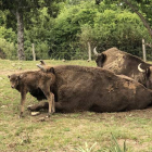 La nueva cría con su madre y parte de la manada de bisontes en el recinto exterior del Museo de la Fauna Salvaje de Valdehuesa. MFS