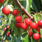El verano es abundante en frutas refrescantes y depurativas como las cerezas.