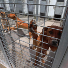 Perros que están esperando la adopción, en el albergue.