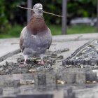 La proliferación de palomas hace que el Ayuntamiento apruebe un plan de control. RAMIRO