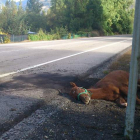 Accidente provocado por un caballo el año pasado en Laciana donde el conductor resultó ileso.