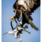Un águila entrenada ataja un dron durante un ejercicio de la policía holandesa. KOEN VAN WELL
