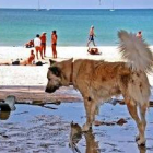 Un perro merodea entre las ruinas de una playa tailandesa llena  de turistas