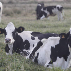 Vacas de la cooperativa lechera Lar en los pastos de Santa Marina del Rey.
