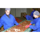 El centro de manufactura de la castaña que se quiere abrir en Toreno aprovecharía la merma de producción en otros países.