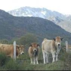 Muchas reses asturianas pastan en puertos leoneses