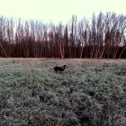 Intensa helada en el Bierzo. CÉSAR SÁNCHEZ