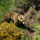Un oso pardo en las montañas leonesas.