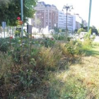 Estado de la vegetación en el paseo de la Condesa, a la altura de la plaza de Guzmán el Bueno
