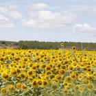 Campo de girasol en las inmediaciones de San Esteban de Nogales. marciano pérez