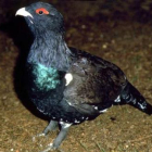 Un ejemplar de urogallo cantábrico.