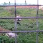 Imagen de la fosa común, en la que se encuentran los restos de los republicanos