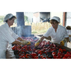 La producción de pimiento que se destinará al envasado con IGP Bierzo se traducirá en cerca de 250.000 tarros.