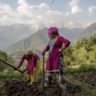Unas mujeres laboran la tierra en la ciudad india de Dharmsala.