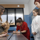 Alumnas atienden a un perro en el hospital de Veterinaria, en el campus de Vegazana