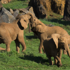 Varios elefantes africanos en el Parque de la Naturaleza de Cabárceno. PEDRO PUENTE HOYOS