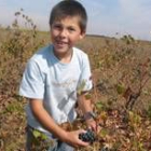 Uno de los momentos de la última vendimia en los campos del municipio de Gordoncillo