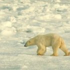 Imagen de un oso polar en el Ártico, donde las especies animales están amenazadas.