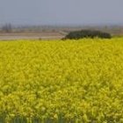 Cultivo de colza en plena floración, en Los Oteros, con la vega del Esla de fondo