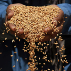 Un agricultor empuña el grano. efe