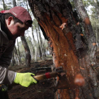 Los resineros comenzaron a trabajar el pasado viernes en los 20.000 árboles de la explotación cedida por la pedanía.