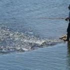 Hubo un tiempo en el que la pesca en el Órbigo era un verdadero placer; hoy es un cauce decadente