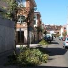 Estado que presentan los árboles podados en la zona de El Ejido