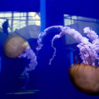 Detalle de dos medusas Ortigas del Pacífico en el LÓceanogràfic de Valencia. KAI FÖRSTERLING