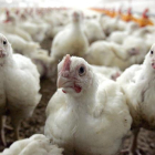Un grupo de pollos en una granja.