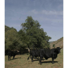 Reses de El Mular pastando por los montes de Omaña.