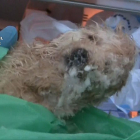Uno de los cachorros intervenidos por la Guardia Civil. /