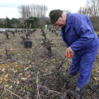 Un viticultor berciano realizando trabajos de poda en la viña