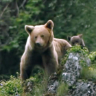 Un oso pardo, especie en vías de recuperación, en el documental