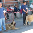 curiosos