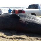 Un cachalote muerto, en una playa de Luisiana (EEUU), el 26 de agosto.