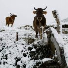 El fotógrafo despierta la curiosidad de dos vacas en Caboalles de Arriba. A la derecha, dos estampas de ayer de San Isidro. ARAUJO / ESCUELA ESPAÑOLA DE ESQUÍ