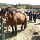 Las reses de equino fueron las más numerosas en la feria de Puebla de Lillo.