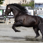 Uno de los pura raza en la Feria del caballo de Ávila.