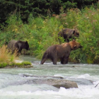 Los osos, fauna muy típica en Norteamérica.