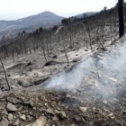 Así quedó el bosque tras el incendio localizado entre Trasobares y Calcena, este pasado agosto.