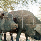 Dos cerdos, en una explotación ganadera.